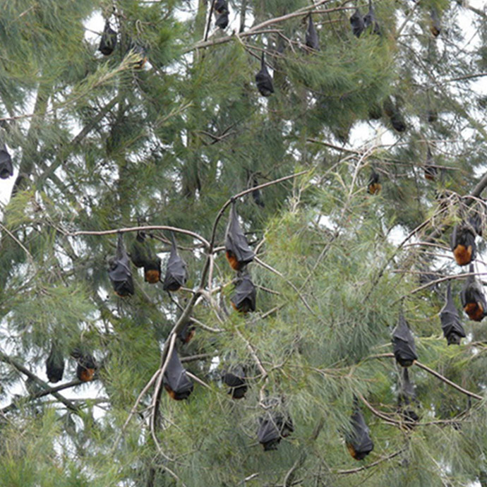 Flying-foxes roost in a camp during normal conditions