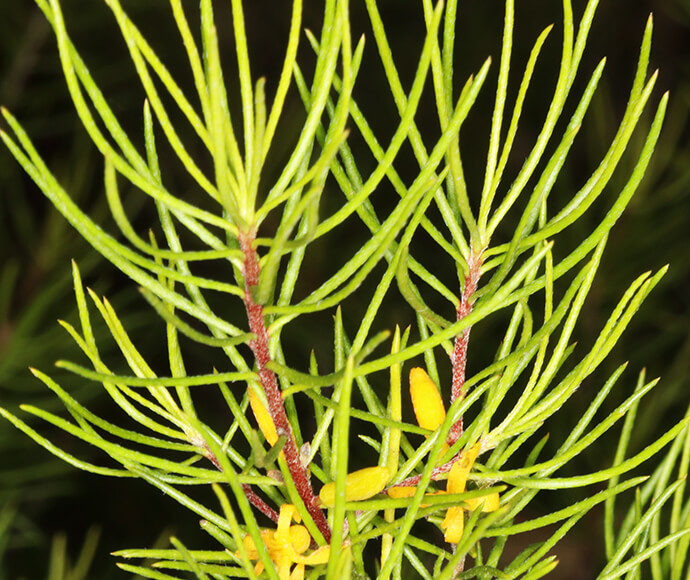 A North Rothbury persoonia, featuring bright yellow flowers amidst rich green leaves