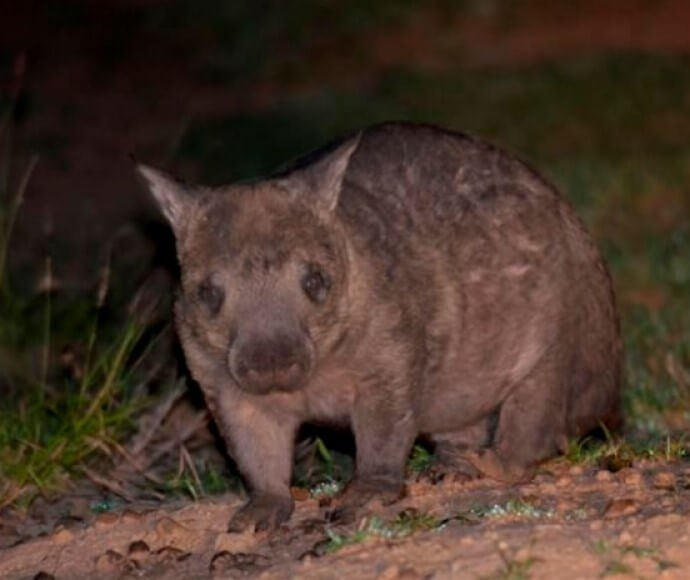 A northern hairy-nosed wombat (Lasiorhinus krefftii) standing on red, rocky soil