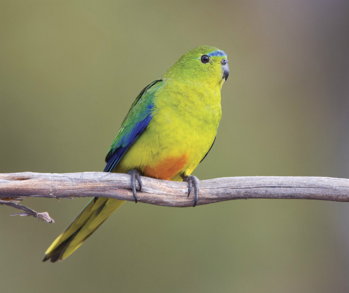 An oranged bellied parrot relaxing ontop of a long and thin tree branch. Its body is yellow with an orange belly and blue and green feathers