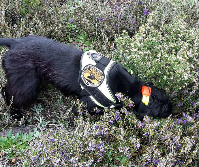 Black cocker spaniel wearing a NPWS harness with it's nose buried between flowering bushes.