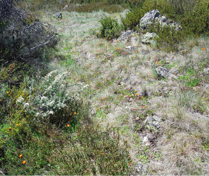 A natural landscape featuring a variety of vegetation including shrubs, grasses, and scattered orange wildflowers. The terrain is uneven with visible rocks and a mix of green and dry plants, indicating a diverse ecosystem possibly in a mountainous or wild meadow region.