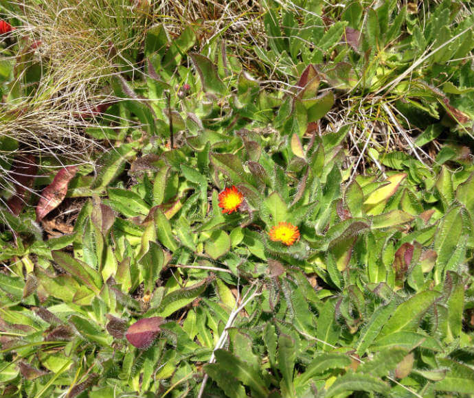 A close-up view of orange hawkweed in its natural habitat, featuring bright orange, daisy-like flower heads with numerous small florets. The background consists of green leaves, some with reddish-brown tinges, and lance-shaped leaves covered in fine hairs.