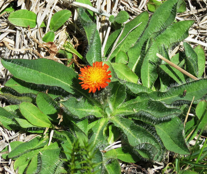 Small, bright orange flower in the centre of green, fleshy leaves of the orange hawkweed.