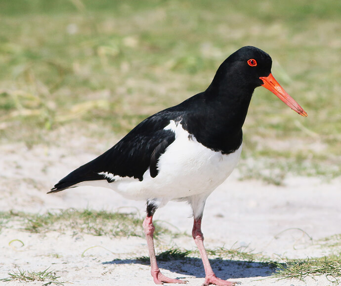 A Pied oystercatcher walks amongst a grassy and sandy landscape