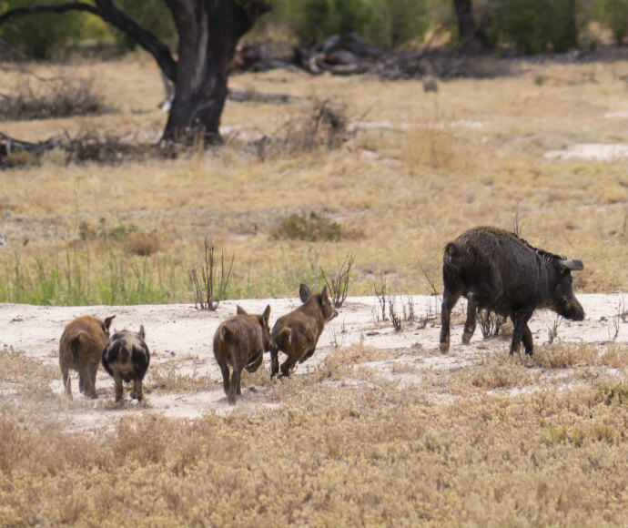 A large feral pig followed by four smaller ones traversing through a dry grassland with sparse vegetation and trees in the background