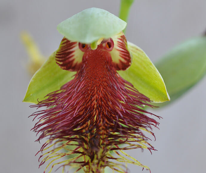 Closeup of the Pretty beard orchid (Calochilus pulchellus) with pale green sepals and petals and darker reddish longitudinal striations