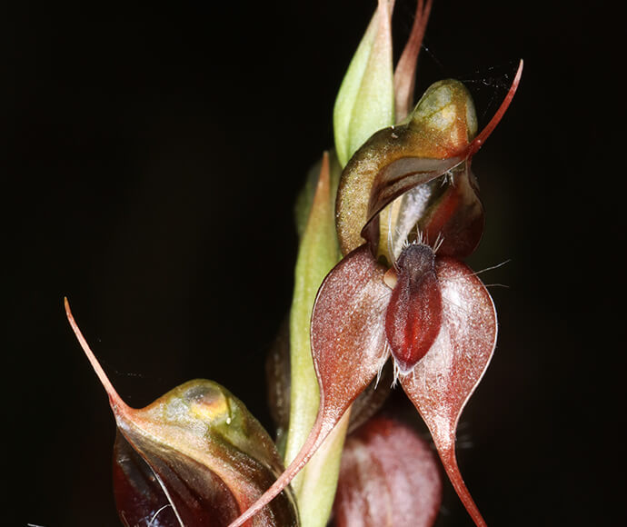 A Pterostylis chaetophora flower featuring long stems