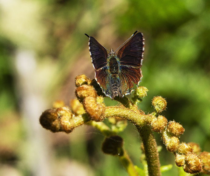 A purple copper butterfly rests on top of a flowering plant, with a blurred backgrond