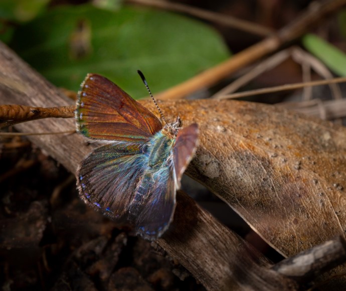 A purple copper butterfly (Paralucia spinifera) on a leaf