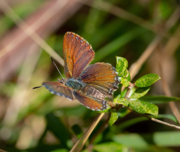 A purple copper butterfly rests on a leafy plant with its wings spread out wide