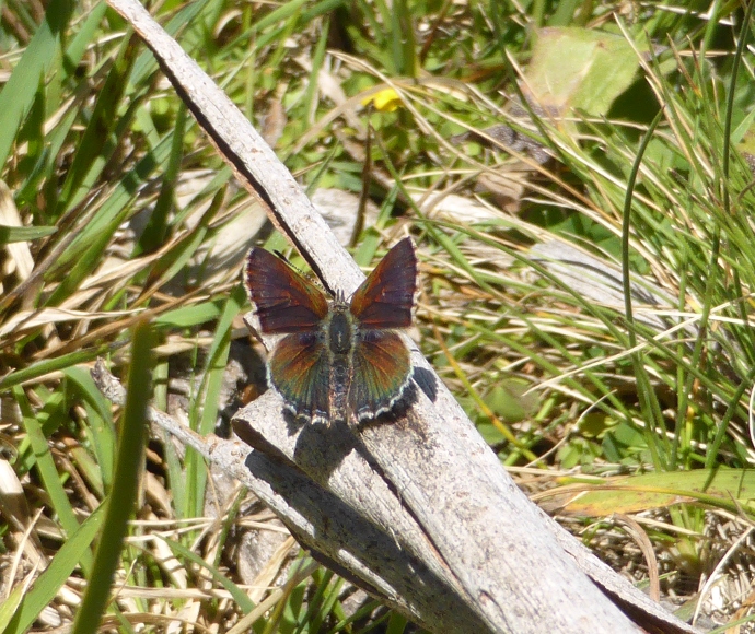 A purple copper butterfly rests on a branch above a grassy background