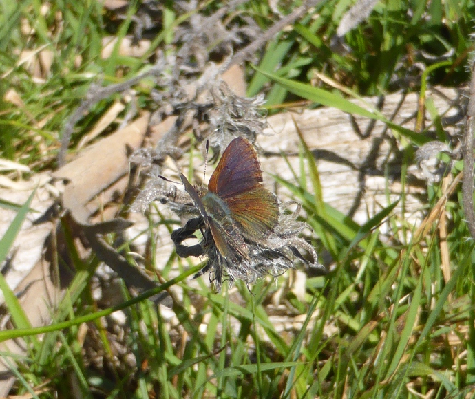 A purple copper butterfly delicately rests on top of a grassy patch of land 