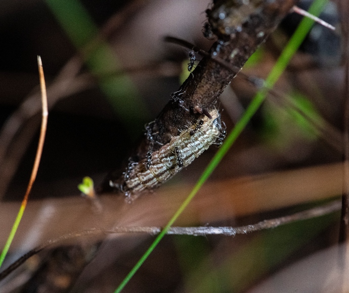 Attendant ants resting on a purple copper butterfly with a blurred background of various tree branches