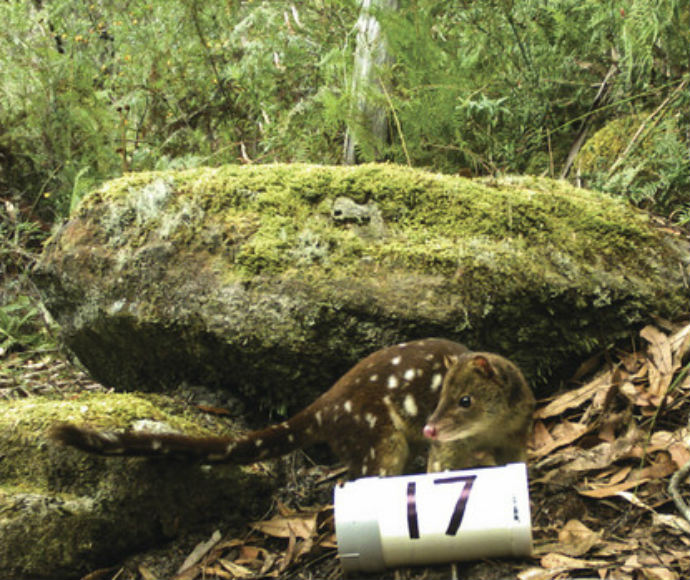 A Spotted-tailed quoll (Dasyurus maculatus) next to a moss-covered rock and dry leaves at Barren Grounds, near Budderoo Quollidor remote monitoring stations. A cylindrical monitoring device labeled with the number 17 is visible in the foreground.