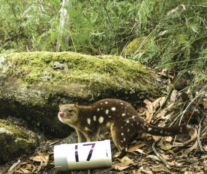 A Spotted-tailed quoll (Dasyurus maculatus) next to a moss-covered rock and dry leaves at Barren Grounds, near Budderoo Quollidor remote monitoring stations. A cylindrical monitoring device labeled with the number 17 is visible in the foreground.