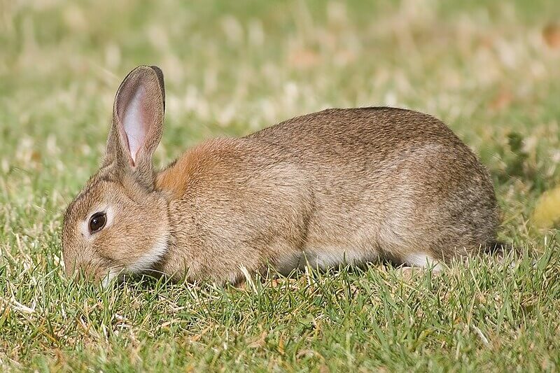 European rabbit (Oryctolagus cuniculus) in Austins Ferry, Tasmania, Australia