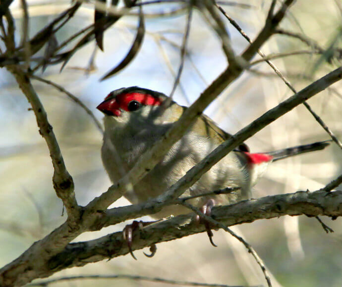 A red browed firetail (Neochmia temporalis) perched on a tree branch