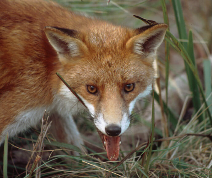 Close-up of a red fox (Vulpes vulpes) with orange-red fur, sharp pointed ears, and a keen gaze, peeking through green grass