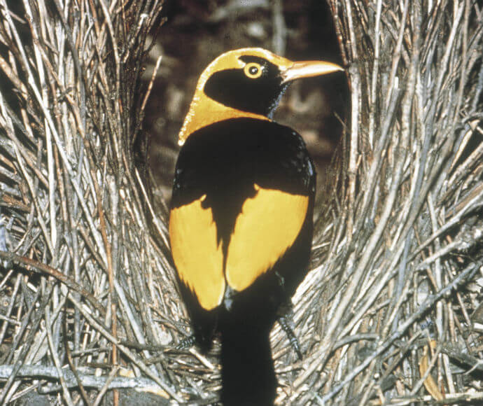 Male regent bowerbird (Sericulus chrysocephalus) in his bower