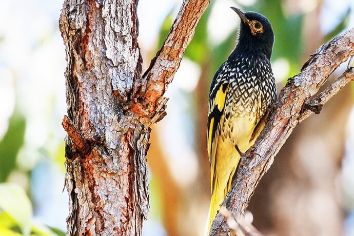 A regent honeyeater climbing high up a tree