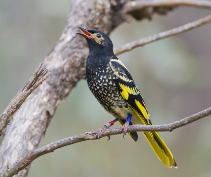 A regent honeyeater (Anthochaera phrygia) perched in a tree branch