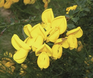 Close-up of bright yellow flowers of the Scotch broom, featuring clusters of pea-like blooms with green, slender stems and small leaves.