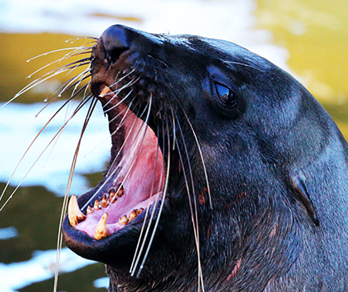 A seal baring its teeth