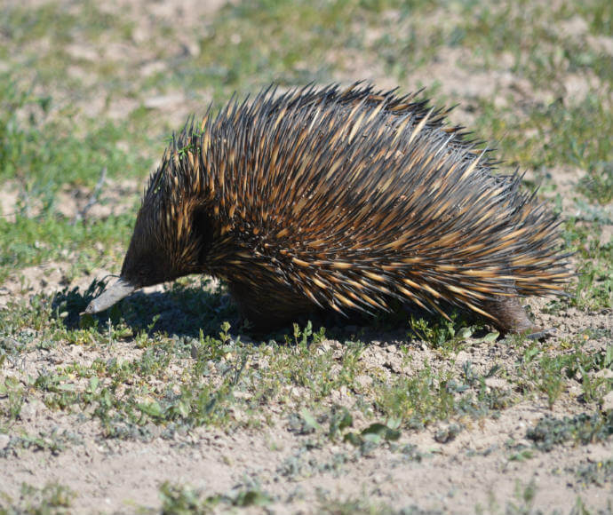 A short-beaked echidna (Tachyglossus aculeatus) in Paroo-Darling National Park