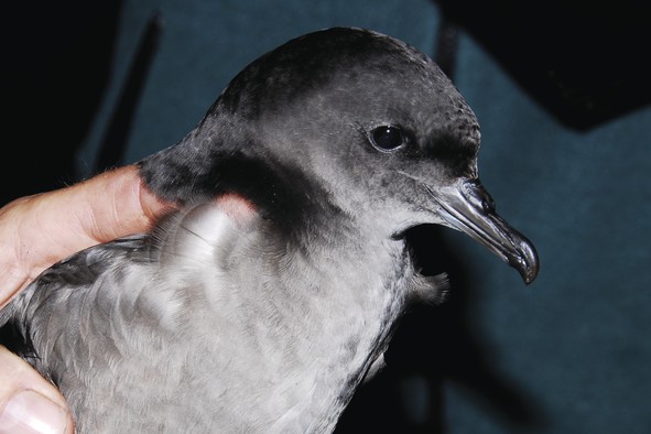 Close-up of a Short-tailed shearwater (Puffinus tenuirostris) with grey plumage, being gently held in a person’s hand, showcasing its distinct hooked beak and dark eyes.