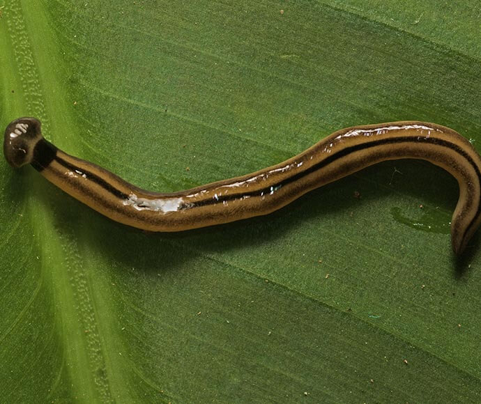 Close up of Shovel headed planarian on a leaf.