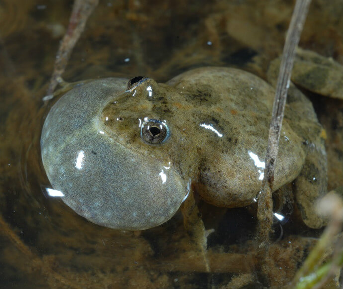 A sloane's froglet (Crinia sloanei) with an inflated vocal sac