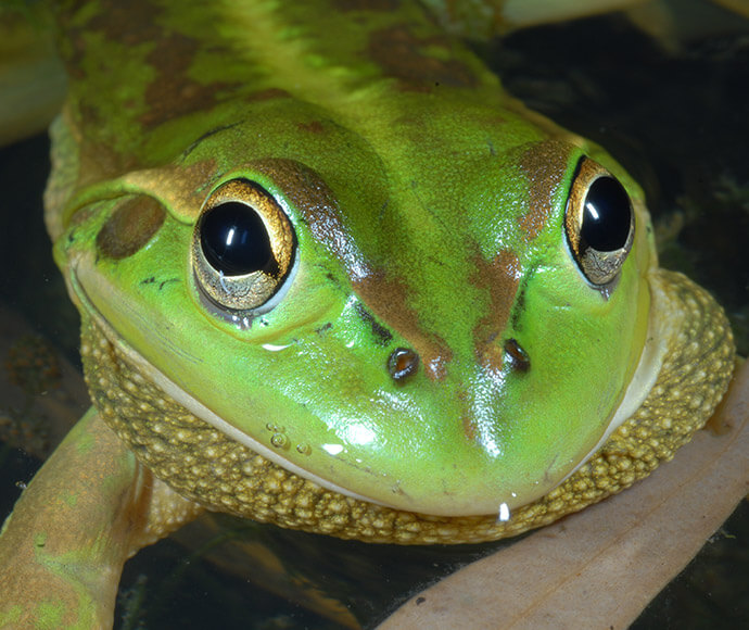 A close up view of a Southern bell frog (Litoria raniformis)