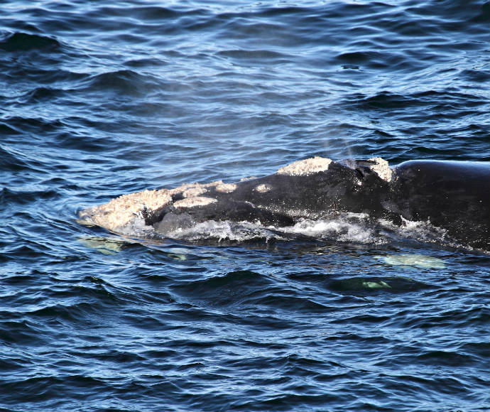 A Southern right whale (Eubalaena australis) partially submerged in the deep blue ocean, with distinctive callosities visible on its head. This image highlights the whale in its natural habitat, emphasising the importance of conservation efforts for this protected species.