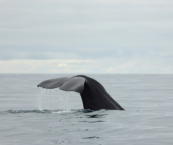 The tail of a Sperm whale (Physeter macrocephalus) rises vertically above the water’s surface, creating a gentle splash as it prepares to dive into the calm sea under an overcast sky.