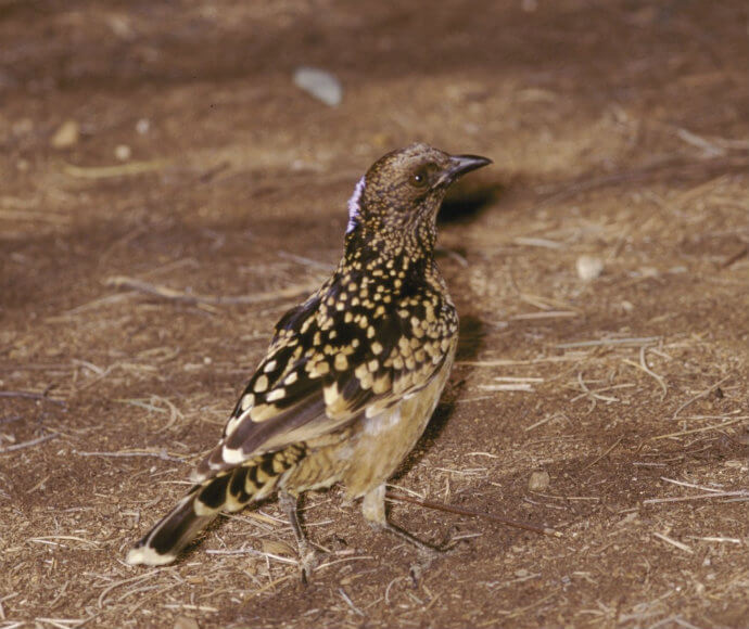 A spotted bowerbird (Chlamydera maculata) standing on the ground