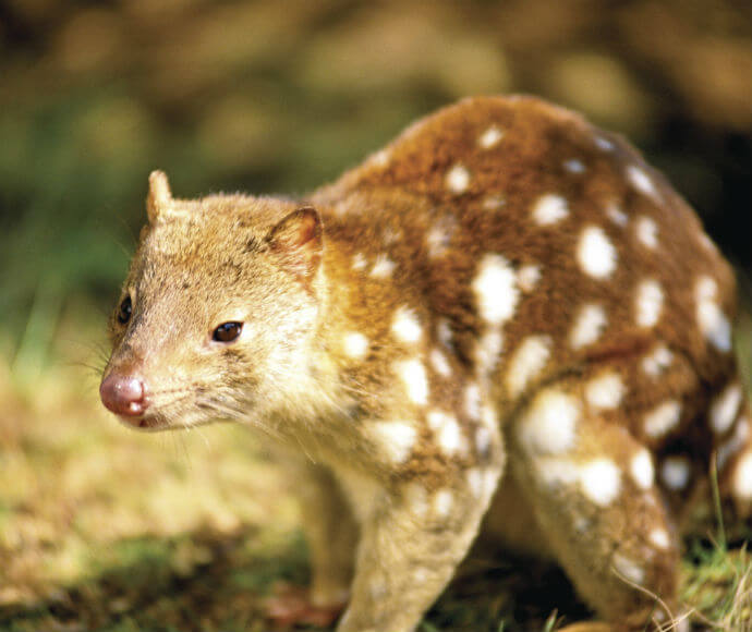 A Spotted-tail quoll (Dasyurus maculatus) sitting on its haunches