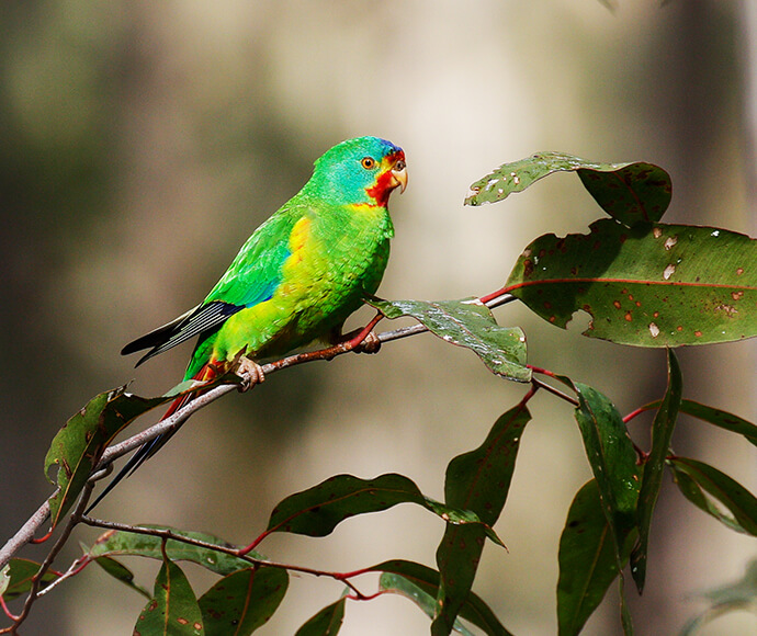 A swift parrot standing high upon a branch