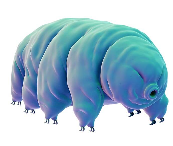 Close-up of a tardigrade, also known as a water bear, with a semi-transparent body in shades of blue and purple, showing its internal structure. The tardigrade has eight legs and is known for its resilience to extreme environments.