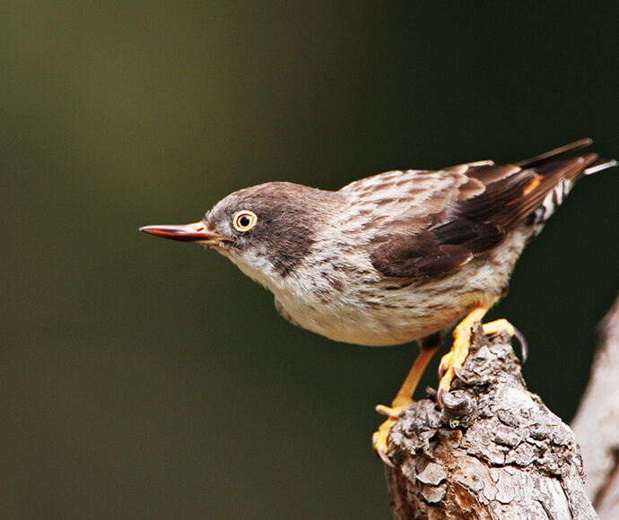 A varied sittella perched on a branch