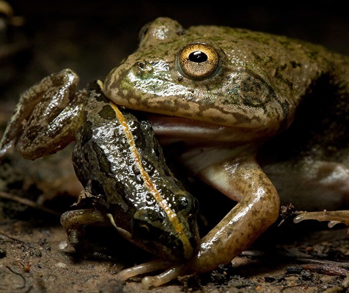 A spotted marsh frog (Limnodynastes tasmaniensis) next to a waterholding frog (Cycloran platycephala)