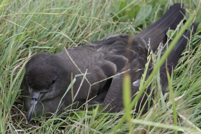 A wedge tailed shearwater (Puffinus pacificus) sitting in grass