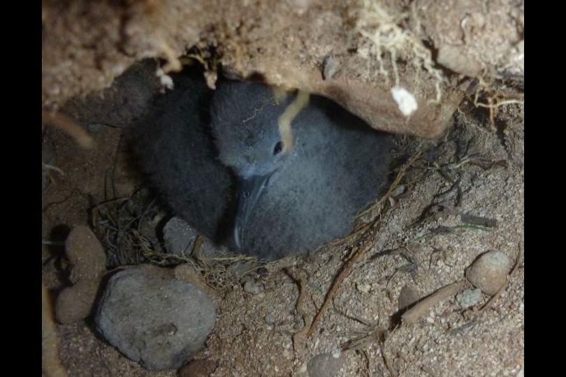  Wedge-tailed shearwater (Puffinus pacificus) nestled within its underground burrow, surrounded by earthy textures and sparse vegetation.