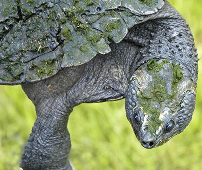 A western sawshelled turtle (Myuchelys bellii)