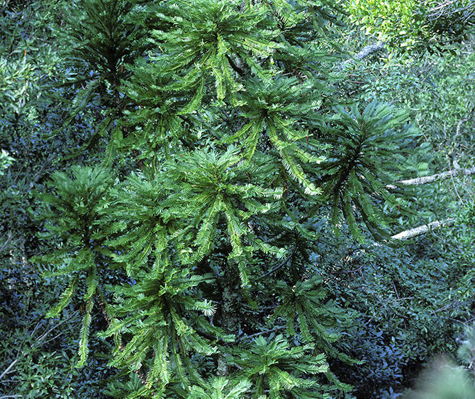 Wollemi pine (Wollemia nobilis) is an iconic threatened species in NSW