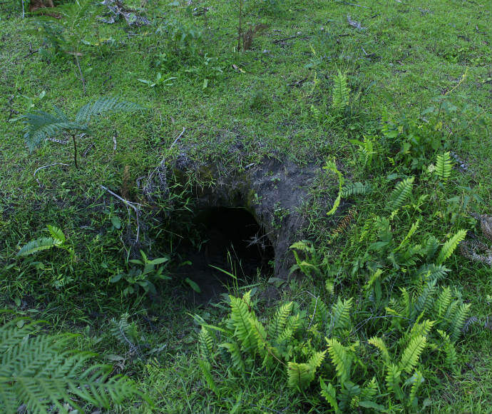 A wombat burrow along the Thirlmere Lakes walking track