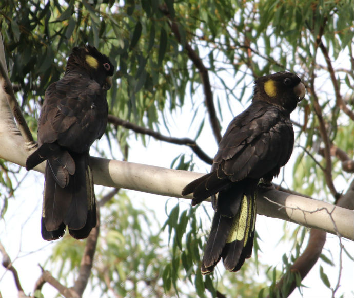 A pair of yellow-tailed black cockatoos are perched high on a long and wide branch