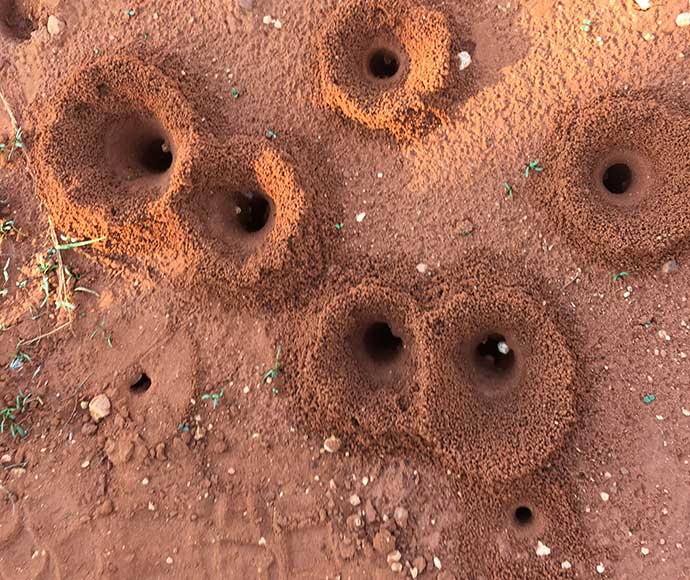 Looking down on conical ant holes in the red soil of western NSW.