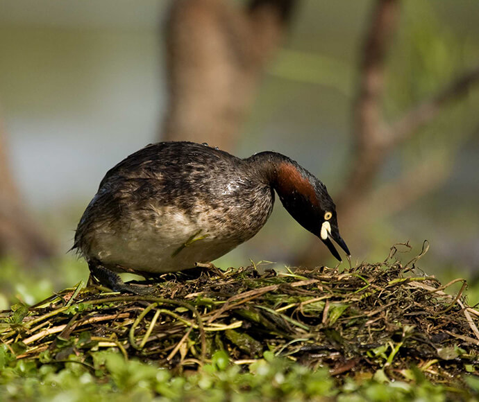 An Australasian Grebe (Tachybaptus novaehollandiae) nests on the Macquarie Marshes