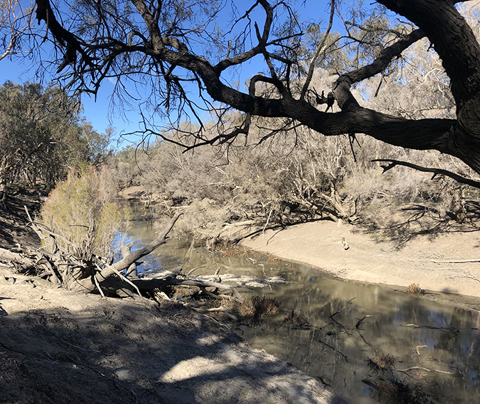 A narrow stream of water flows through the Barwon River upstream of Walgett, surrounded by dry riverbanks. The riparian trees appear stressed, with sparse foliage and exposed roots, indicating recent drought conditions.